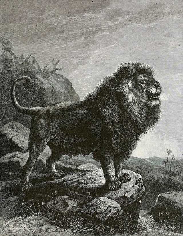 Капский лев (Panthera leo melanochaitus)
