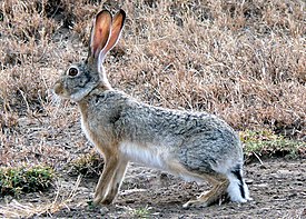 Капский заяц (Lepus capensis)