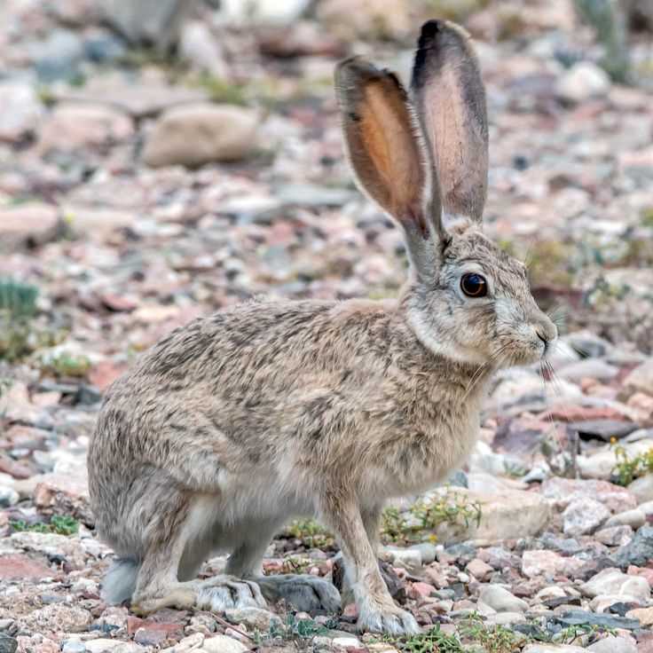 Капский заяц (Lepus capensis)