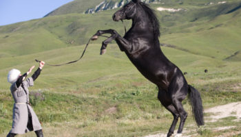 Карачаевская порода кавказских лошадей