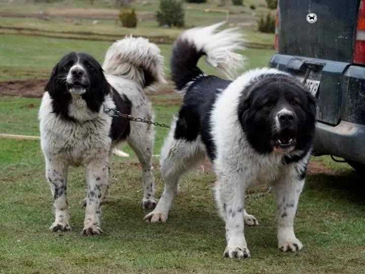 Стандарт (внешний вид) каракачанской собаки