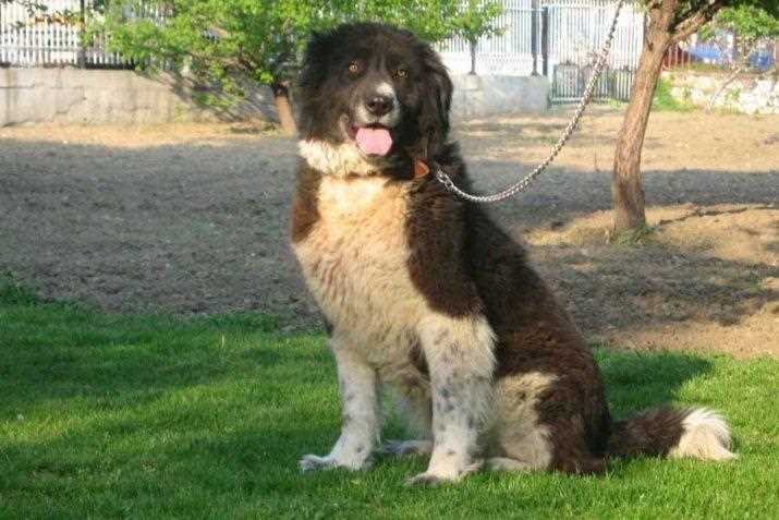 Каракачанская собака: плюсы и минусы