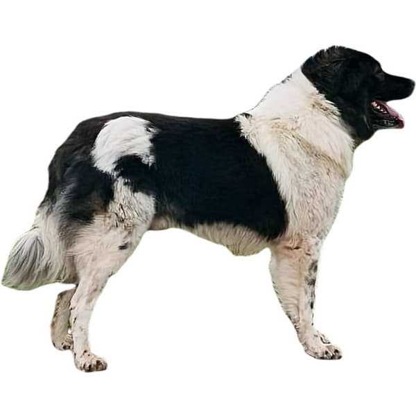 Общие характеристики каракачанской собаки
