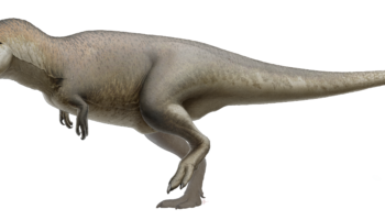 Кархародонтозавры (Carcharodontosaurus) — Великаны динозаврского мира