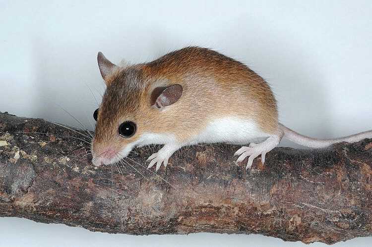 Карликовая мышь (Mus minutoides)