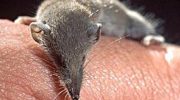 Карликовая многозубка (Suncus etruscus) — самое маленькое млекопитающее в мире