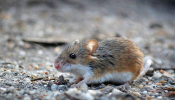 Карликовая мышь (Mus minutoides) — особенности развития и поведения