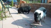 Карликовая свинья — описание, особенности и сохранение вида