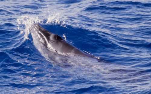 Распространение карликового гладкого кита