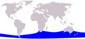 Популяция карликового гладкого кита