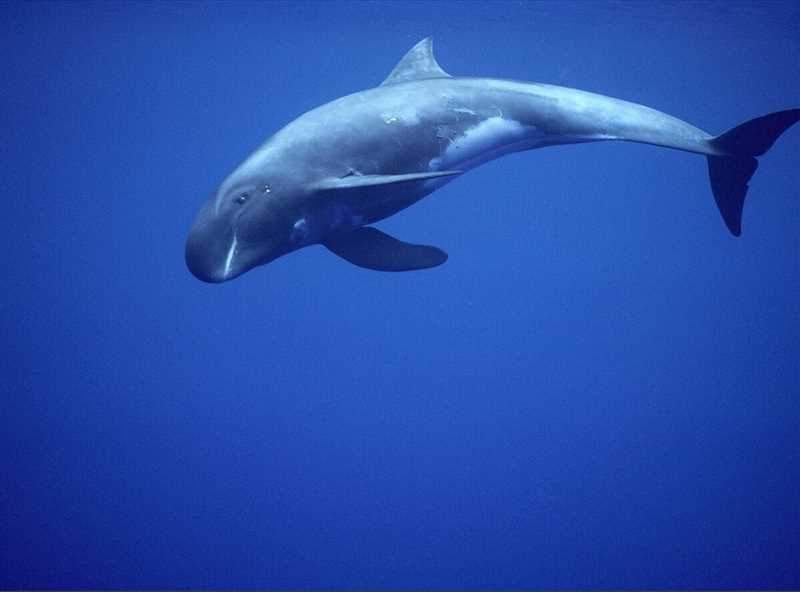 Защитные меры для карликового гладкого кита