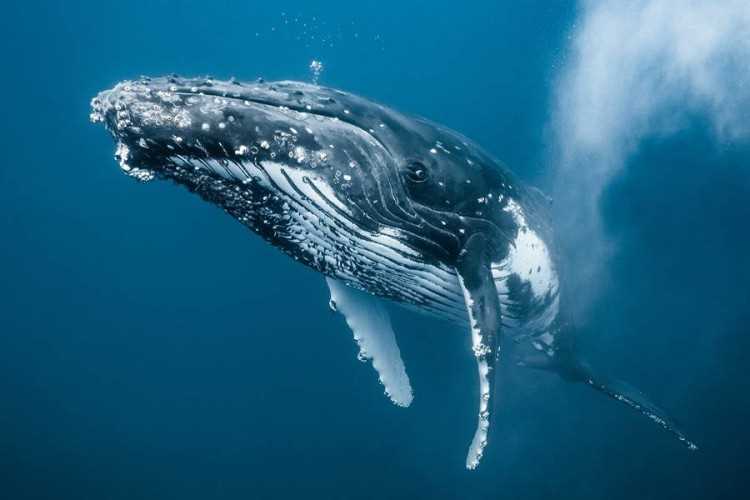 Уникальные черты карликового гладкого кита