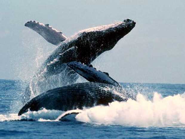 Важность карликового гладкого кита для экосистемы