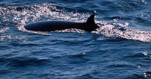 Сохранение карликового гладкого кита