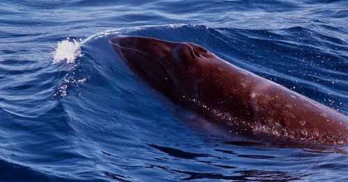 Карликовый гладкий кит, или карликовый кит, или короткоголовый гладкий кит (Caperea marginata)