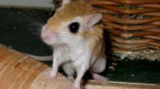 Карликовые песчанки — чудеса миниатюрной природы