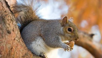 Каролинская белка (Sciurus carolinensis) — описание, особенности и распространение