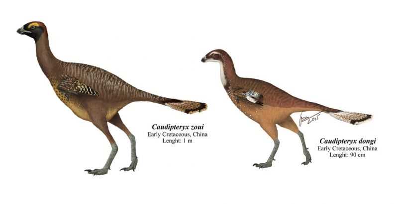 Отличия от других динозавров