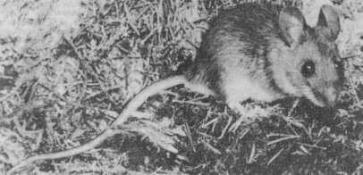 Кавказская мышь (Apodemus ponticus)