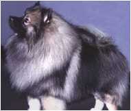 Кеесхонд (Голландский волчий шпиц): плюсы и минусы, общие характеристики породы собак в таблице