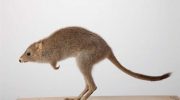 Кенгуровые крысы: интригующее разнообразие и место обитания этого уникального семейства