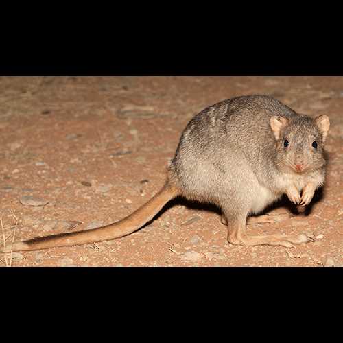 Питание и рацион кенгуровых крыс, потору (Potoroidae)