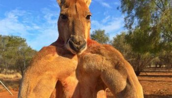 Что мы знаем о кенгуру: сильные и гибкие обитатели Австралии
