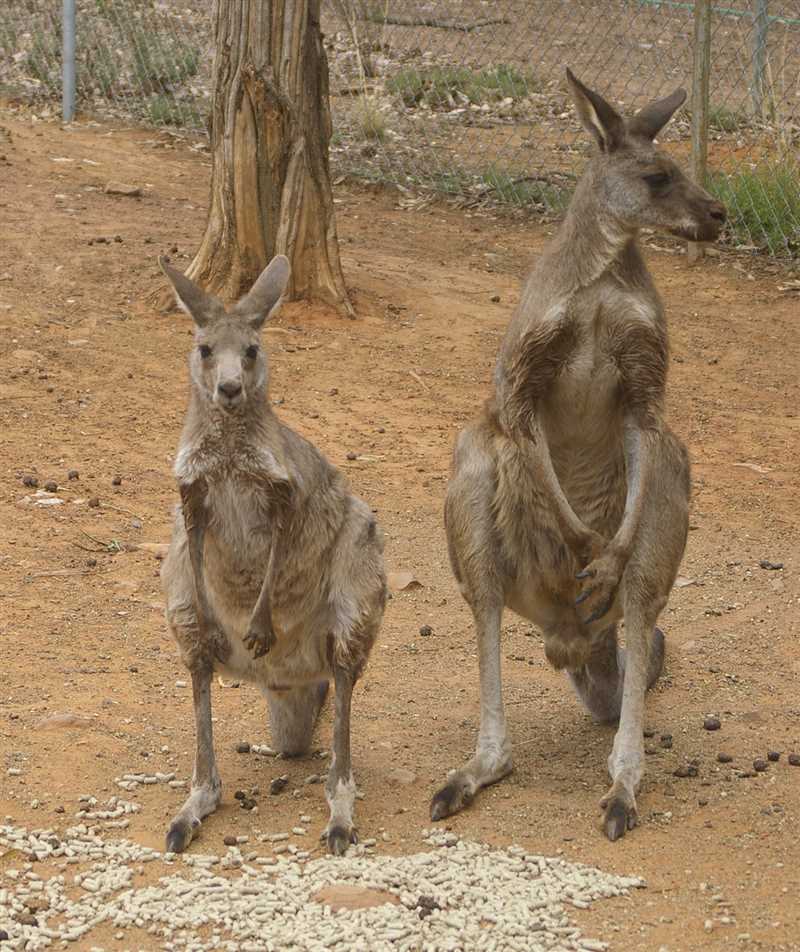 Семейства кенгуру