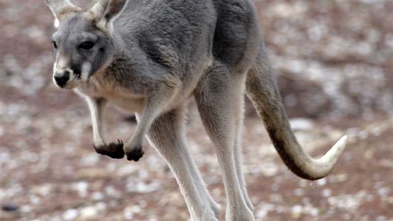 Дюймовочка кенгуру