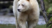 Кермодский медведь — особенности и обитание
