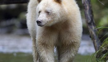 Кермодский медведь — особенности и обитание