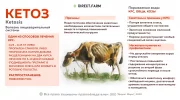 Кетоз у коров: причины, симптомы и лечение