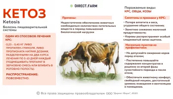 Кетоз у коров: причины, симптомы и лечение