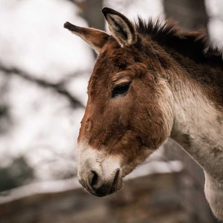 Питание Кианга (Equus kiang)