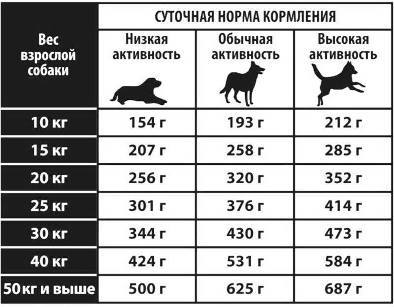 Кинтамани: плюсы и минусы, общие характеристики породы собак в таблице, стандарт (внешний вид) в таблице, сравнение с похожими породами, история, характер, воспитание, здоровье, питание, уход, содержание, как выбрать, цена