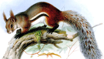 Кистеухая белка (Rheithrosciurus macrotis)