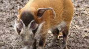 Кистеухая свинья — описание, особенности и место обитания