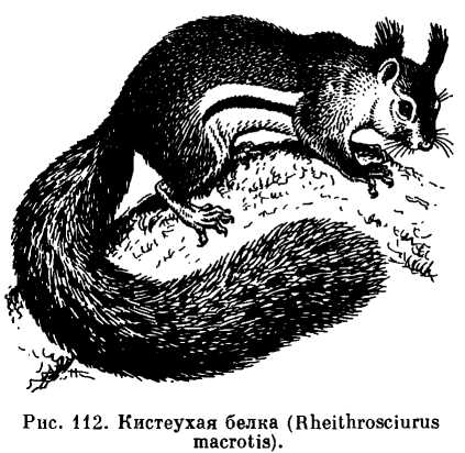 Кистеухая белка (Rheithrosciurus macrotis)