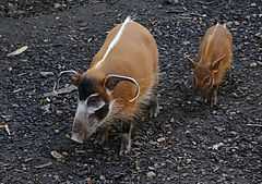 Кистеухая свинья (Potamochoerus porcus)