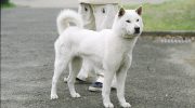 Порода собак Кисю или японская лайка — плюсы и минусы, общие характеристики, история и уход