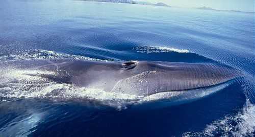 Общая информация о ките Финвал