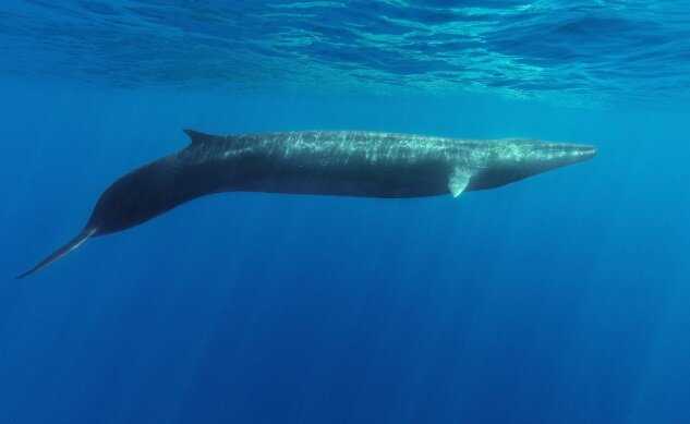 Охрана китов Финвалов