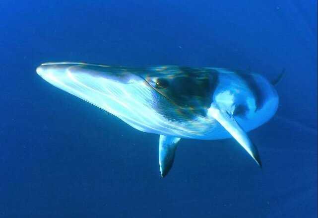 Внешний вид кита Финвала