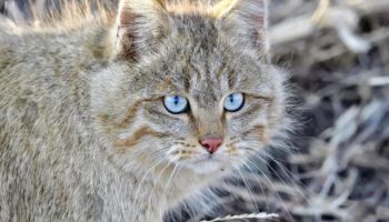 Китайская горная кошка — уникальная дикая порода