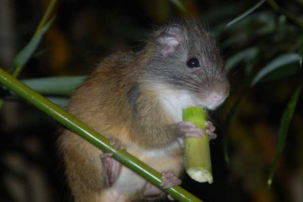 1. Индийская бамбуковая крыса (Rhizomys spp.)