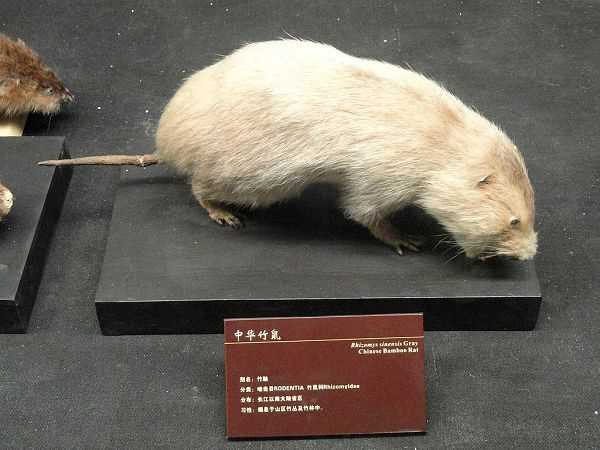 Китайская бамбуковая крыса (Rhizomys sinensis)