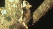 Карликовые летяги (Petinomys) — особенности и образ жизни