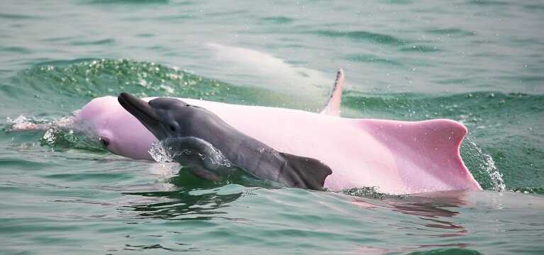 Угрозы для китайских дельфинов: