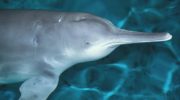 Китайский дельфин (Sousa chinensis) — охрана и исчезновение