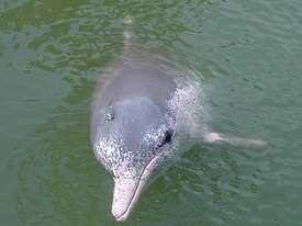 Китайский дельфин (Sousa chinensis)